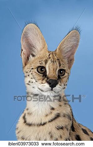 "Serval (Leptailurus serval), 5 months" View Large Photo Image Stock Image - "Serval (Leptailurus serval), 5 months". Fotosearch