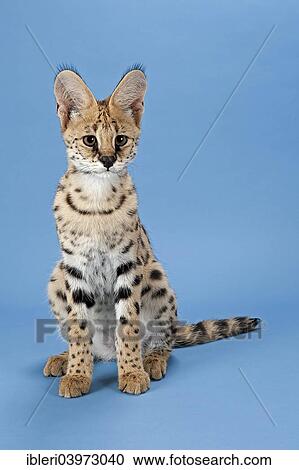 "Serval (Leptailurus serval), 5 months" View Large Photo Image Stock Image - "Serval (Leptailurus serval), 5 months". Fotosearch