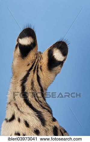 "Serval (Leptailurus serval), 5 months" View Large Photo Image Stock Image - "Serval (Leptailurus serval), 5 months". Fotosearch