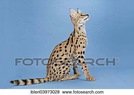 "Serval (Leptailurus serval), 5 months" View Large Photo Image Stock Photo - "Serval (Leptailurus serval), 5 months". Fotosearch
