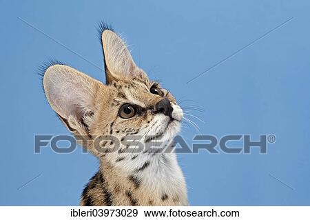 "Serval (Leptailurus serval), 5 months" View Large Photo Image Stock Photo - "Serval (Leptailurus serval), 5 months". Fotosearch