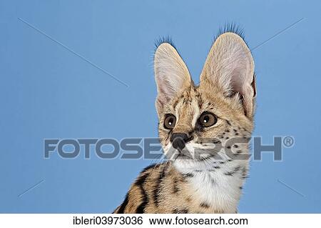 Stock Photograph - "Serval (Leptailurus serval), 5 months". Fotosearch
