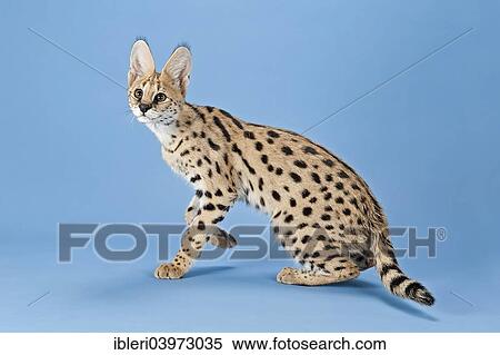 Stock Photography - "Serval (Leptailurus serval), 5 months". Fotosearch
