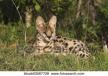 Stock Photo - "Serval (Leptailurus serval), Massai Mara, Serengeti, Rift Valley province, Kenya, Africa". Fotosearch