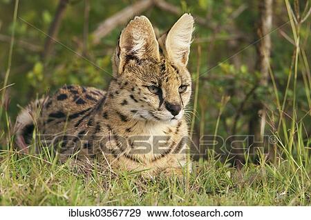"Serval (Leptailurus serval), Massai Mara, Serengeti, Rift Valley province, Kenya, Africa" View Large Photo Image Stock Photo - "Serval (Leptailurus serval), Massai Mara, Serengeti, Rift Valley province, Kenya, Africa". Fotosearch