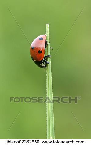 "Seven-spot ladybird (Coccinella septempunctata), Filz, Woergl, Tyrol, Austria, Europe" View Large Photo Image Stock Image - "Seven-spot ladybird (Coccinella septempunctata), Filz, Woergl, Tyrol, Austria, Europe". Fotosearch