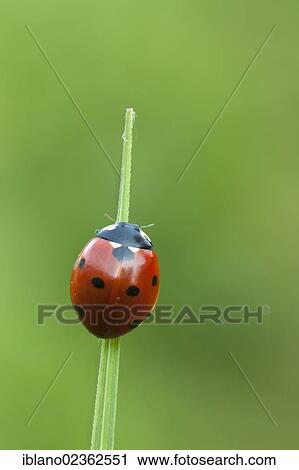 "Seven-spot ladybird (Coccinella septempunctata), Filz, Woergl, Tyrol, Austria, Europe" View Large Photo Image Stock Image - "Seven-spot ladybird (Coccinella septempunctata), Filz, Woergl, Tyrol, Austria, Europe". Fotosearch