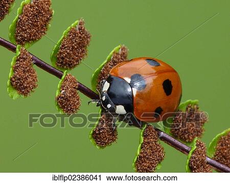 "Seven-spot Ladybird (Coccinella septempunctata), resting on Maidenhair Spleenwort (Asplenium trichomanes) frond with sori, Leicestershire, England, United Kingdom, Europe" View Large Photo Image Stock Image - "Seven-spot Ladybird (Coccinella septempunctata), resting on Maidenhair Spleenwort (Asplenium trichomanes) frond with sori, Leicestershire, England, United Kingdom, Europe". Fotosearch