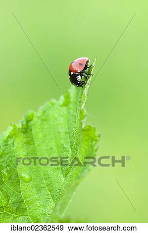 "Seven-spot ladybird (Coccinella septempunctata), Filz, Woergl, Tyrol, Austria, Europe" View Large Photo Image Stock Photo - "Seven-spot ladybird (Coccinella septempunctata), Filz, Woergl, Tyrol, Austria, Europe". Fotosearch