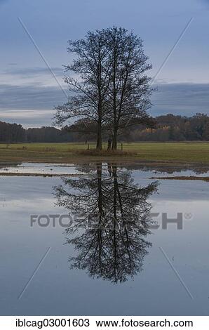 "Several black alder trees (Alnus glutinosa) with reflections in flooded floodplains in late autumn, Moenchbruch nature reserve, Monchbruch Nature Reserve, Morfelden, Hesse, Germany, Europe" View Large Photo Image Stock Image - "Several black alder trees (Alnus glutinosa) with reflections in flooded floodplains in late autumn, Moenchbruch nature reserve, Monchbruch Nature Reserve, Morfelden, Hesse, Germany, Europe". Fotosearch