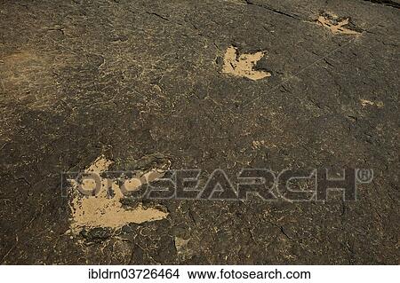 Picture - "Several million years ago dinosaurs left their now fossilized footprints in the mud of a river bed, Managna, North Region, Cameroon, Africa". Fotosearch