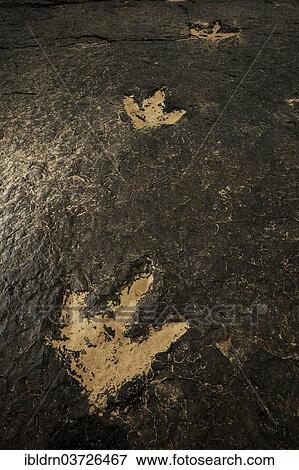 Stock Photo - "Several million years ago dinosaurs left their now fossilized footprints in the mud of a river bed, Managna, North Region, Cameroon, Africa". Fotosearch