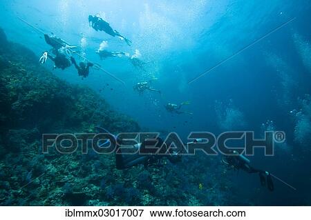 Stock Photo - "Several scuba divers diving near a coral reef, scuba diving as a popular sport, Richelieu Rock, Richelieu Rock, Thailand, Asia". Fotosearch