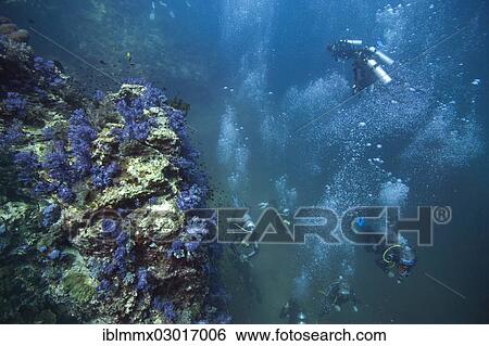 "Several scuba divers diving near a coral reef, scuba diving as a popular sport, Richelieu Rock, Richelieu Rock, Thailand, Asia" View Large Photo Image Stock Photograph - "Several scuba divers diving near a coral reef, scuba diving as a popular sport, Richelieu Rock, Richelieu Rock, Thailand, Asia". Fotosearch