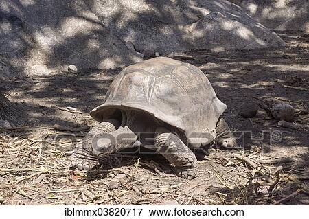 "Seychelles Giant Tortoise (Aldabrachelys), Seychelles, Africa" View Large Photo Image Stock Photo - "Seychelles Giant Tortoise (Aldabrachelys), Seychelles, Africa". Fotosearch