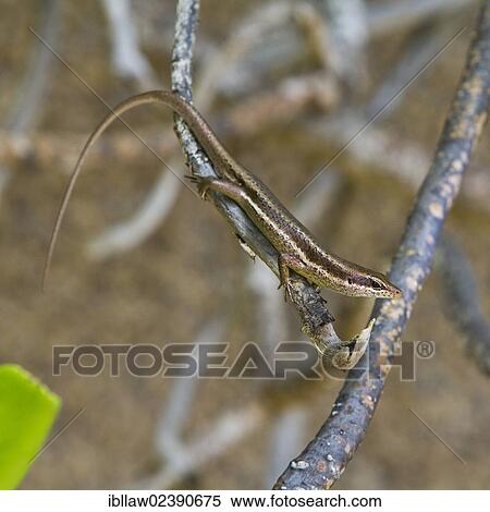 "Seychelles Skink (Trachylepis seychellensis), Mahe Island, Seychelles, Africa, Indian Ocean, Africa" View Large Photo Image Stock Photography - "Seychelles Skink (Trachylepis seychellensis), Mahe Island, Seychelles, Africa, Indian Ocean, Africa". Fotosearch
