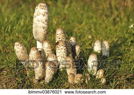 "Shaggy Ink Cap (Coprinus comatus), group, Strohauser Plate, Lower Saxony, Germany, Europe" View Large Photo Image Stock Image - "Shaggy Ink Cap (Coprinus comatus), group, Strohauser Plate, Lower Saxony, Germany, Europe". Fotosearch