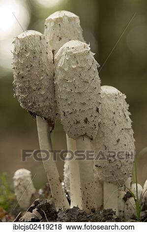 Shaggy Ink Cap, Lawyer's Wig or Shaggy Mane (Coprinus comatus), Bergisches Land, North Rhine-Westphalia, Germany, Europe View Large Photo Image Stock Photo - Shaggy Ink Cap, Lawyer's Wig or Shaggy Mane (Coprinus comatus), Bergisches Land, North Rhine-Westphalia, Germany, Europe. Fotosearch