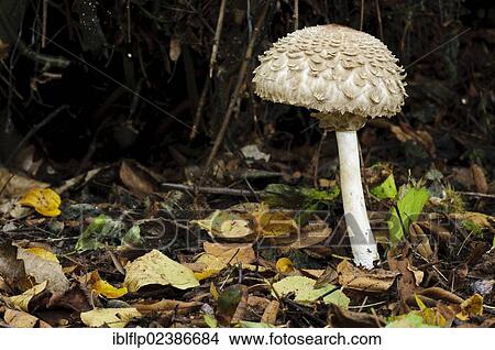 "Shaggy Parasol (Chlorophyllum rachodes syn Macrolepiota rhacodes), fruiting body, growing amongst leaf litter, Clumber Park, Nottinghamshire, England, United Kingdom, Europe" View Large Photo Image Picture - "Shaggy Parasol (Chlorophyllum rachodes syn Macrolepiota rhacodes), fruiting body, growing amongst leaf litter, Clumber Park, Nottinghamshire, England, United Kingdom, Europe". Fotosearch