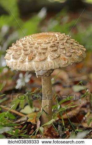 "Shaggy Parasol (Macrolepiota rhacodes), North Rhine-Westphalia, Germany, Europe" View Large Photo Image Stock Image - "Shaggy Parasol (Macrolepiota rhacodes), North Rhine-Westphalia, Germany, Europe". Fotosearch