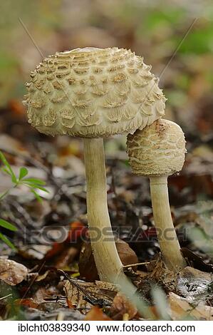 Stock Image - "Shaggy Parasol (Macrolepiota rhacodes), North Rhine-Westphalia, Germany, Europe". Fotosearch