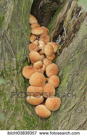 Stock Photo - "Shaggy Pholiota (Pholiota squarrosa), North Rhine-Westphalia, Germany, Europe". Fotosearch