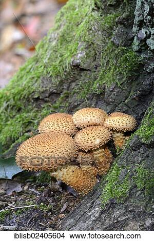 Picture - "Shaggy scalycap (Pholiota squarrosa), Brandenburg, Germany, Europe". Fotosearch