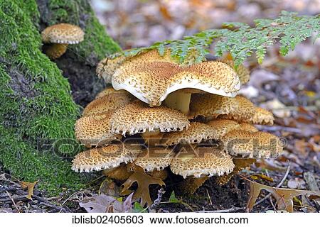 "Shaggy scalycap (Pholiota squarrosa), Brandenburg, Germany, Europe" View Large Photo Image Stock Image - "Shaggy scalycap (Pholiota squarrosa), Brandenburg, Germany, Europe". Fotosearch