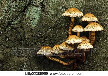 "Shaggy Scalycap (Pholiota squarrosa), fruiting bodies, group growing from tree trunk, Clumber Park, Nottinghamshire, England, United Kingdom, Europe" View Large Photo Image Stock Photo - "Shaggy Scalycap (Pholiota squarrosa), fruiting bodies, group growing from tree trunk, Clumber Park, Nottinghamshire, England, United Kingdom, Europe". Fotosearch