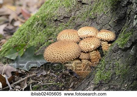 "Shaggy scalycap (Pholiota squarrosa), Brandenburg, Germany, Europe" View Large Photo Image Stock Photography - "Shaggy scalycap (Pholiota squarrosa), Brandenburg, Germany, Europe". Fotosearch