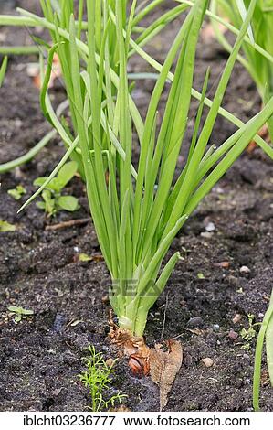 "Shallot (Allium ascalonium), Bergkamen, North Rhine-Westphalia, Germany, Europe" View Large Photo Image Stock Photo - "Shallot (Allium ascalonium), Bergkamen, North Rhine-Westphalia, Germany, Europe". Fotosearch