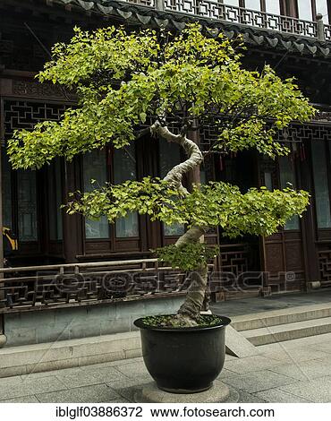 "Shaped tree growing in a flower pot, Shanghai, China, Asia" View Large Photo Image Stock Image - "Shaped tree growing in a flower pot, Shanghai, China, Asia". Fotosearch