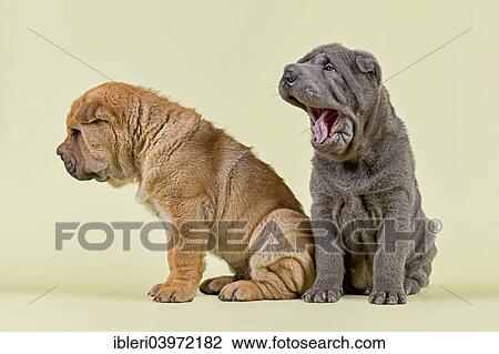 "Shar Pei dogs, male, puppies, 8 weeks old, colors red and blue" View Large Photo Image Stock Image - "Shar Pei dogs, male, puppies, 8 weeks old, colors red and blue". Fotosearch