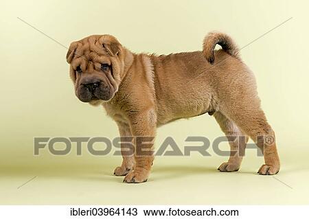 Stock Image - "Shar-Pei, male, puppy, 8 weeks, red". Fotosearch