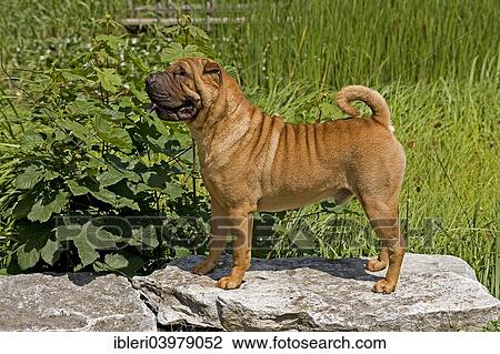 "Shar-Pei or Chinese Shar-Pei, red coat" View Large Photo Image Stock Image - "Shar-Pei or Chinese Shar-Pei, red coat". Fotosearch