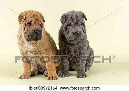 Shar Pei Puppies 8 Weeks Male Colours Red And Blue Picture Ibleri Fotosearch