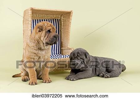 "Shar Pei puppies, 8 weeks, male, colours red and blue, with a miniature beach chair" View Large Photo Image Stock Photography - "Shar Pei puppies, 8 weeks, male, colours red and blue, with a miniature beach chair". Fotosearch