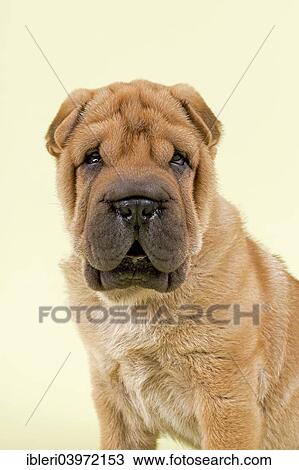 Stock Image - "Shar Pei puppy, 8 weeks, male, colour red". Fotosearch