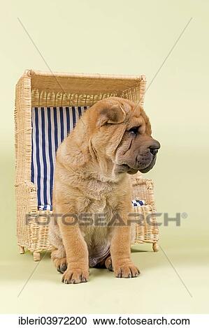"Shar Pei puppy, 8 weeks, male, colour red, with a miniature beach chair" View Large Photo Image Stock Image - "Shar Pei puppy, 8 weeks, male, colour red, with a miniature beach chair". Fotosearch