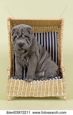 "Shar Pei puppy, 8 weeks, male, colour blue, with a miniature beach chair" View Large Photo Image Stock Image - "Shar Pei puppy, 8 weeks, male, colour blue, with a miniature beach chair". Fotosearch
