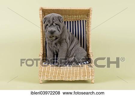 "Shar Pei puppy, 8 weeks, male, colour blue, with a miniature beach chair" View Large Photo Image Stock Photo - "Shar Pei puppy, 8 weeks, male, colour blue, with a miniature beach chair". Fotosearch