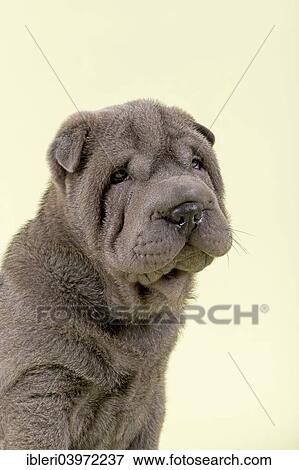 "Shar Pei puppy, 8 weeks, male, colour blue" View Large Photo Image Stock Photo - "Shar Pei puppy, 8 weeks, male, colour blue". Fotosearch