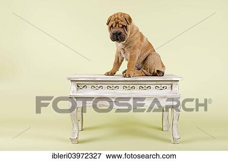 "Shar Pei puppy, 8 weeks, male, colour red, on table" View Large Photo Image Stock Photo - "Shar Pei puppy, 8 weeks, male, colour red, on table". Fotosearch