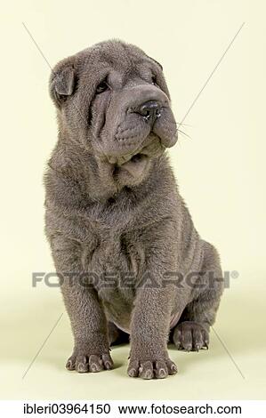 "Shar-Pei puppy, 8 weeks old, male, color blue" View Large Photo Image Stock Image - "Shar-Pei puppy, 8 weeks old, male, color blue". Fotosearch