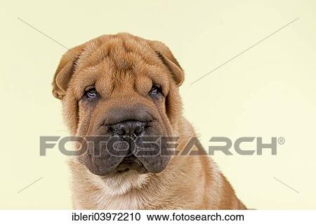 "Shar Pei puppy, male, 8 weeks, colour red" View Large Photo Image Stock Image - "Shar Pei puppy, male, 8 weeks, colour red". Fotosearch