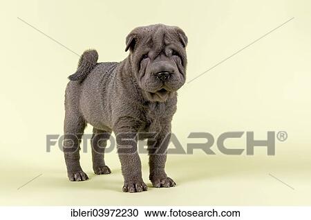 Stock Image - "Shar Pei puppy, male, 8 weeks, colour blue". Fotosearch