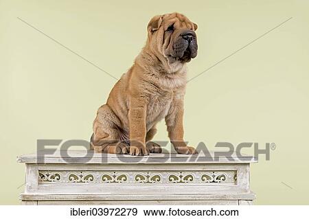 Stock Photo - "Shar Pei puppy, male, 8 weeks, colour red, on table". Fotosearch