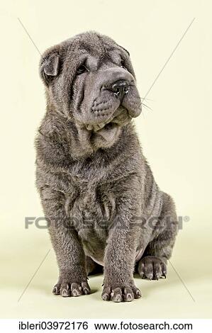 Stock Photograph - "Shar Pei puppy, male, 8 weeks, colour blue". Fotosearch