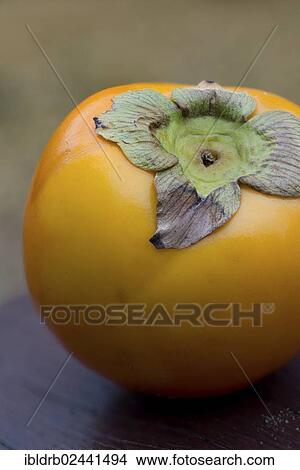 Sharon fruit or Kaki Persimmon (Diospyros kaki) View Large Photo Image Picture - Sharon fruit or Kaki Persimmon (Diospyros kaki). Fotosearch