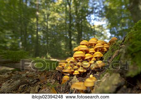 "Sheathed Woodtuft (Kuehneromyces mutabilis) growing on a dead tree trunk, Bergisches Land, North Rhine-Westphalia, Germany, Europe" View Large Photo Image Stock Photo - "Sheathed Woodtuft (Kuehneromyces mutabilis) growing on a dead tree trunk, Bergisches Land, North Rhine-Westphalia, Germany, Europe". Fotosearch